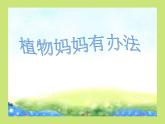 部编版语文二年级上册 3 植物妈妈有办法(36)（课件）