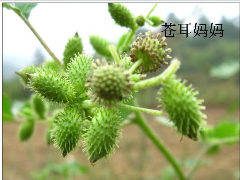 部编版语文二年级上册 3 植物妈妈有办法(3)（课件）04