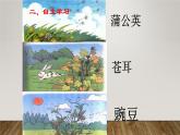 部编版语文二年级上册 3 植物妈妈有办法(24)（课件）