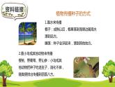 部编版语文二年级上册 3 植物妈妈有办法(32)（课件）