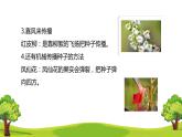 部编版语文二年级上册 3 植物妈妈有办法(32)（课件）