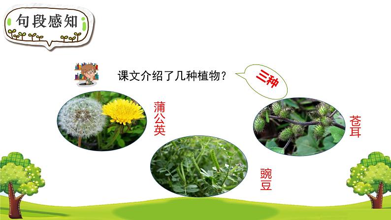 部编版语文二年级上册 3 植物妈妈有办法(32)（课件）第8页