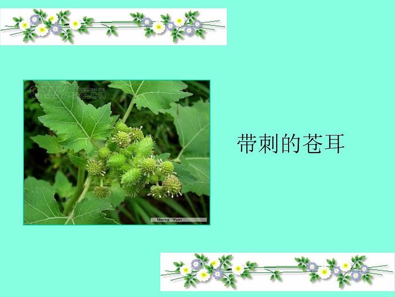 部编版语文二年级上册 3 植物妈妈有办法(9)（课件）第5页