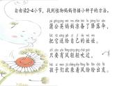 部编版语文二年级上册 3 植物妈妈有办法(2)（课件）
