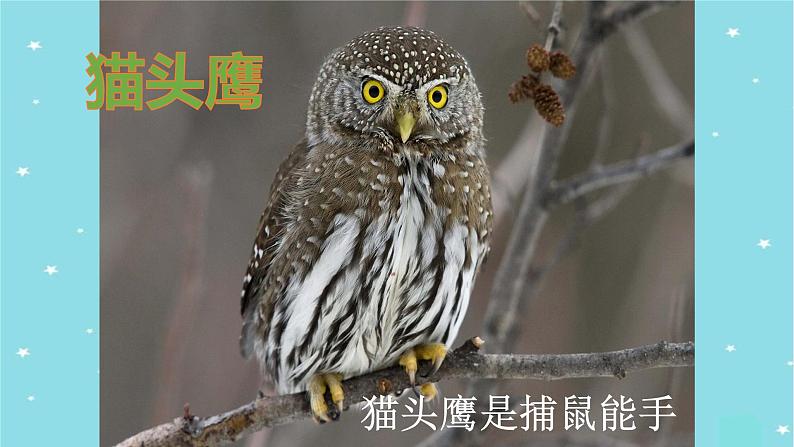 部编版语文二年级上册 口语交际：有趣的动物(1)（课件）07