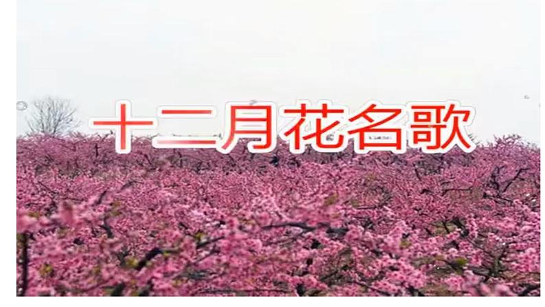 部编版语文二年级上册 语文园地二  十二月花名歌（课件）第4页