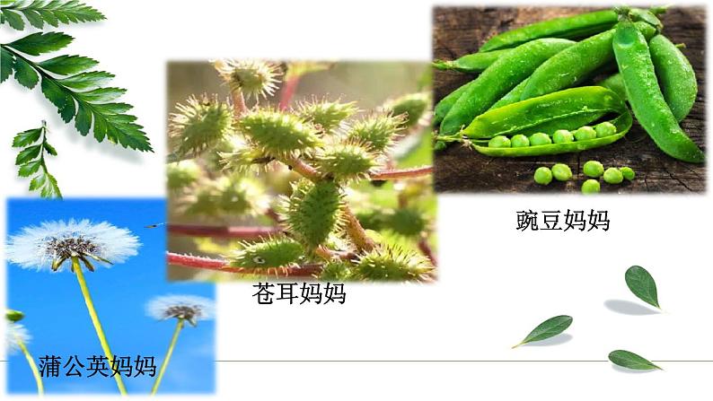 二年级上册语文课件-3植物妈妈有办法-部编版(1)08