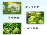 二年级上册语文课件-3植物妈妈有办法-部编版(2)