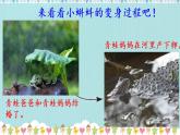部编版语文二年级上册 1 小蝌蚪变青蛙（课件）