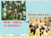 部编版语文二年级上册 1 小蝌蚪变青蛙（课件）