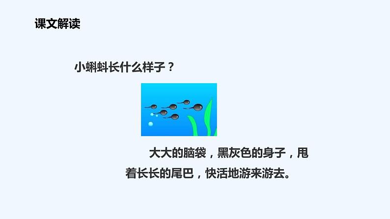 统编版语文二年级上册1小蝌蚪找妈妈 课件（14张）06