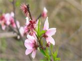 最新部编版四年级语文下册4三月桃花水完美 课件