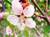 最新部编版四年级语文下册4三月桃花水完美 课件