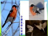 最新部编版三年级语文上册26灰雀完美课件