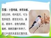 最新部编版三年级语文上册26灰雀完美课件