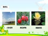 新人教部编本二年级语文上册3植物妈妈有办法完美版课件PPT