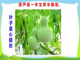 最新部编版二年级语文上册14我要的是葫芦完美课件