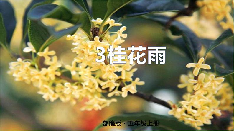 最新部编版五年级语文上册3桂花雨完美课件第1页