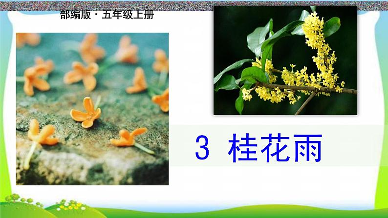 最新部编版五年级语文上册3桂花雨完美版课件第1页