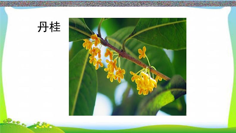 最新部编版五年级语文上册3桂花雨完美版课件第8页