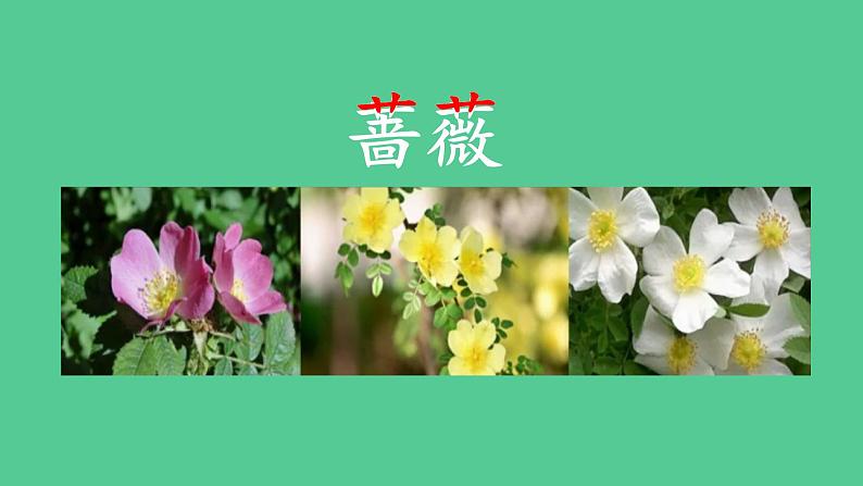 统编版二年级下册语文23 祖先的摇篮    课件（18张ppt）课件第7页