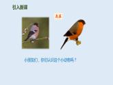 部编版三年级语文上册26灰雀优质 课件