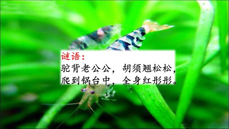 最新部编版三年级语文下册15小虾优质课件PPT02