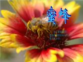 最新部编版三年级语文下册14蜜蜂优质课件