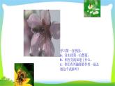 最新部编版三年级语文下册14蜜蜂优质课件