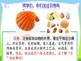 最新部编版二年级语文下册识字3贝的故事优课课件PPT