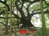 小学语文人教部编版五年级上册第七单元《 鸟的天堂》教学课件