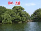 小学语文人教部编版五年级上册第七单元《 鸟的天堂》教学课件