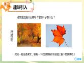 5.铺满金色巴掌的水泥道 （2个课时）课件+教案