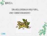 5.一个豆荚里的五粒豆 （2个课时）课件+教案