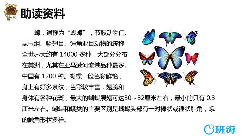 8.蝴蝶的家（2个课时）课件+教案06
