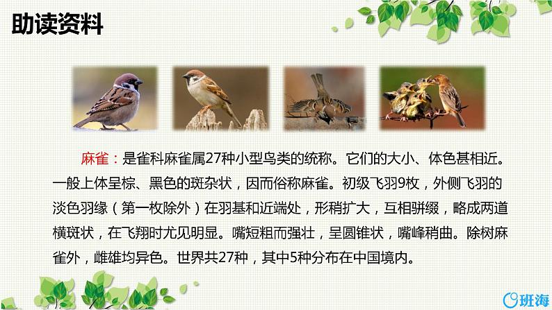 16.麻雀（2个课时）课件+教案06