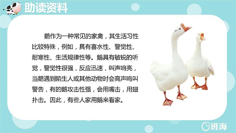 18.牛和鹅（2个课时）课件+教案06