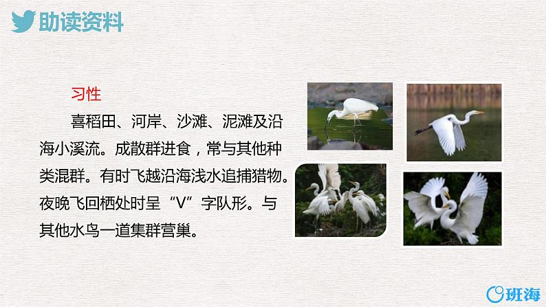 1.白鹭（2个课时）课件+教案08
