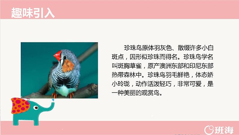 4.珍珠鸟（2个课时）课件+教案04