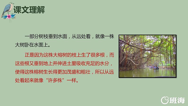 23.鸟的天堂（2个课时）课件+教案07