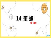 14.蜜蜂（2个课时）课件+教案