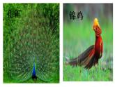 部编版语文二年级上册 3  拍手歌（课件）