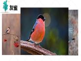 25 灰雀（小学语文三年级上册）课件PPT
