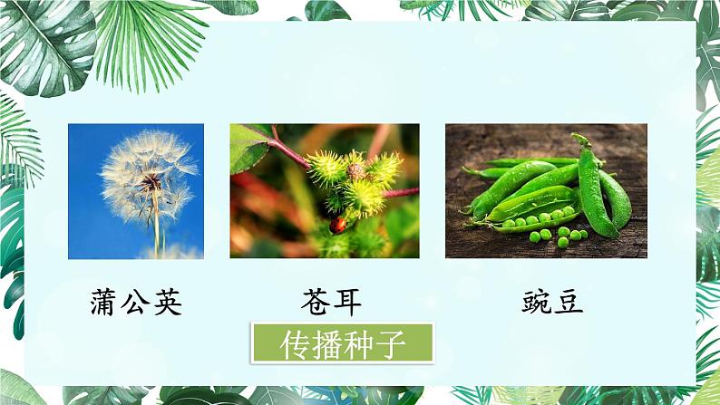 3 植物妈妈有办法课件PPT第8页