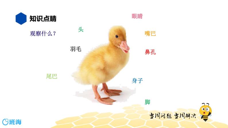部编版语文一年级 【知识精讲】8.写作(5)学会观察动物课件PPT08