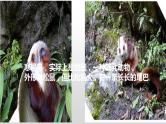 部编版语文二年级上册13寒号鸟教学课件