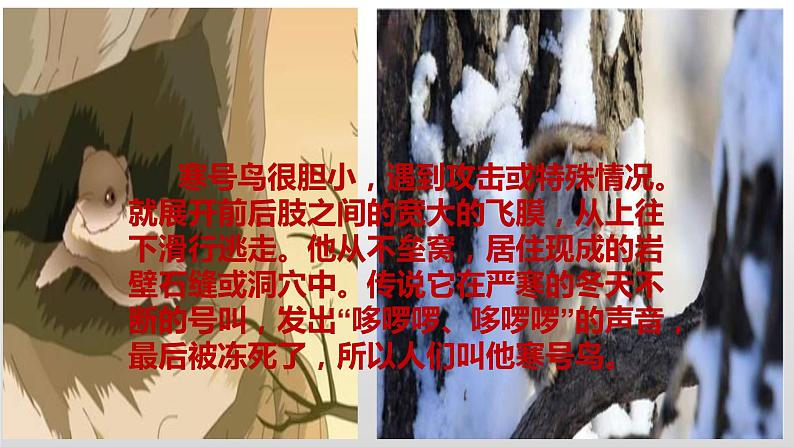 部编版语文二年级上册13寒号鸟教学课件03