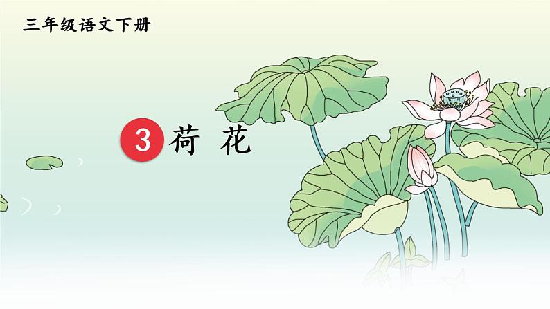 1.3《荷花》授课课件+教案01