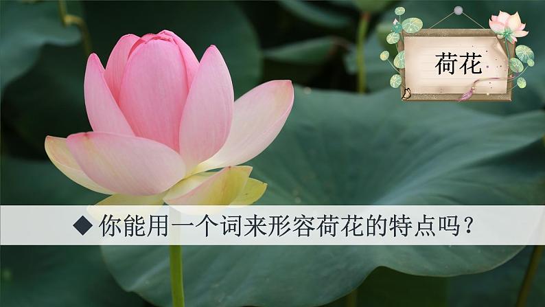 1.3《荷花》授课课件+教案05