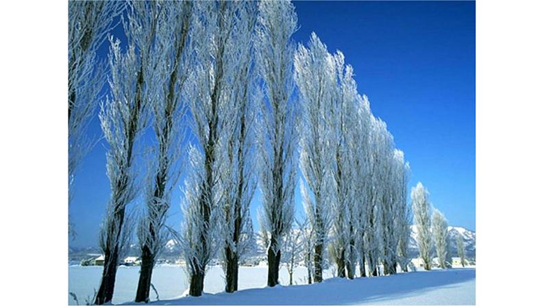 部编版一年级语文上册12雪地里的小画家  优  质课件PPT第6页